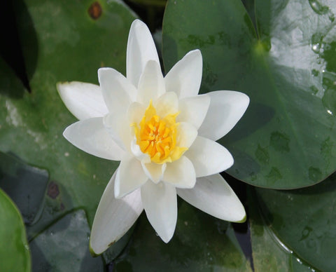 Albatross Water Lily (Nymphaea Albatross)