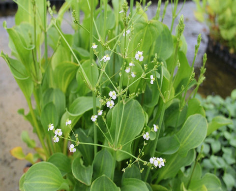 American Water Plantain (Alisma parviflorum)