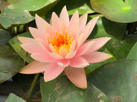 Colorado Water Lily (Nymphaea Colorado)