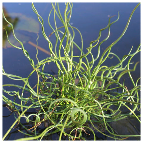 Juncus effusus spiralis corkscrew rush