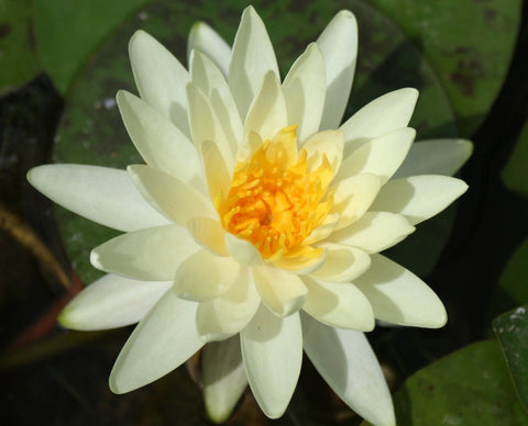 Lemon Mist - Water lily (Nymphaea Lemon Mist)