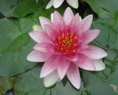 Mrs Richmond Water Lily (Nymphaea Mrs Richmond)