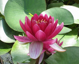 Perry's Baby Red (Nymphaea Perry's Baby Red)