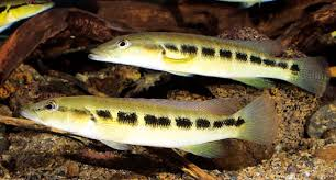 Pike cichlid care top
