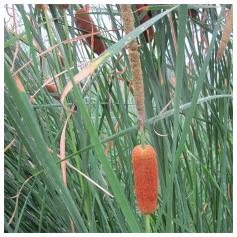 Typha gracilis - Medium bulrush