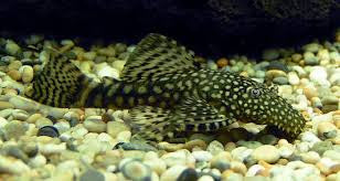 Ancistrus