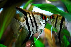 Angel Fish