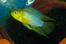Apistogramma Borellii