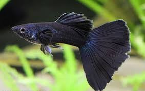 Black Guppy