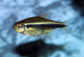 Black Neon Tetra