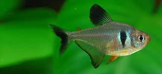 Black Eye Phantom Tetra