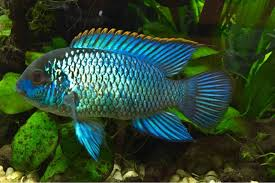 Blue Acara