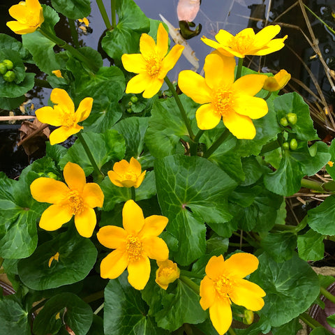 Giant Marsh Marigold (Caltha polypetala)