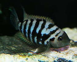Convict Cichlid