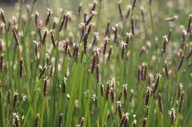 Spike-rush. (Eleocharis Palustris) native water plant