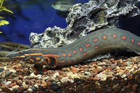 Fire clearance eel care