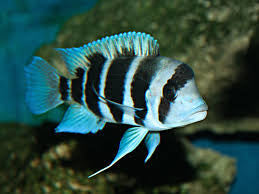 Frontosa