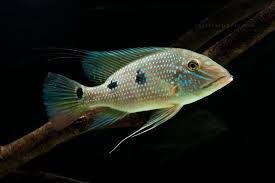Geophagus Daemoni