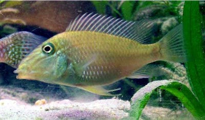 Geophagus Jarupi