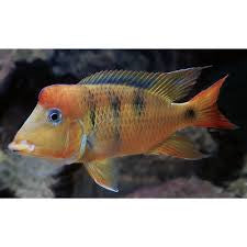 Geophagus Pelgreeni