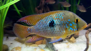 Geophagus Brazillensis