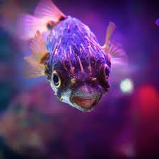 Mbu puffer hot sale price