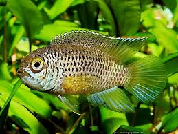 Nannacara Anomola