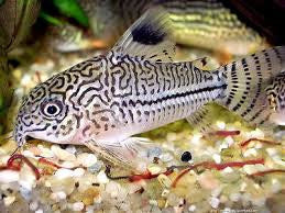 Olgae Corydoras