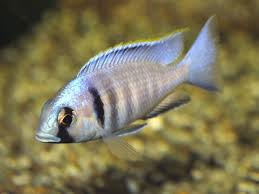 Psudotropheus Electra