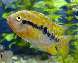 Raibow Cichlid