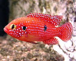 Red/Green Juwel