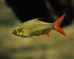 Red Tail Tinfoil Barbs
