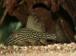Royal Pleco Acres Aquatics