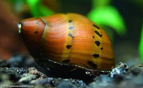 Assassin Snail