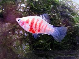 Tiger Platy