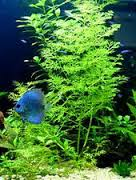 Umbrella Fern