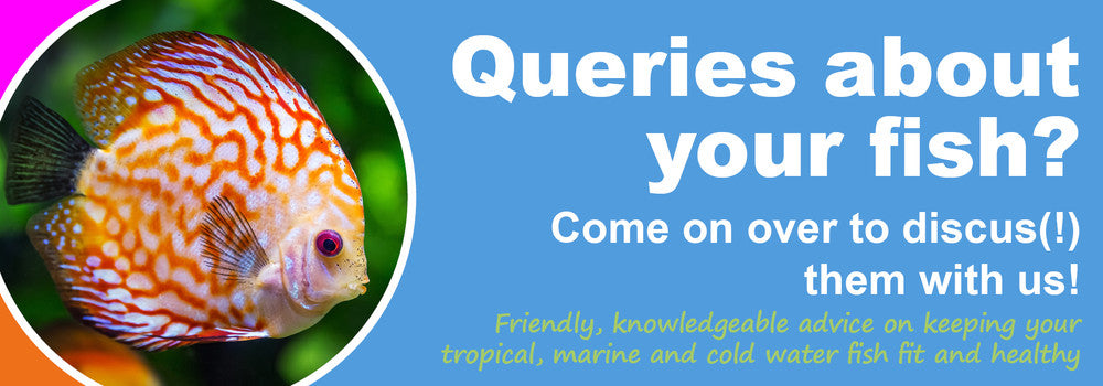 Queries about your fish?