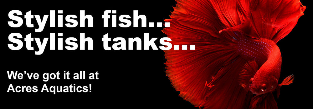 Stylish fish, stylish tanks...