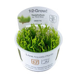 Taxiphyllum sp. ’Flame Moss’ 1-2-Grow!