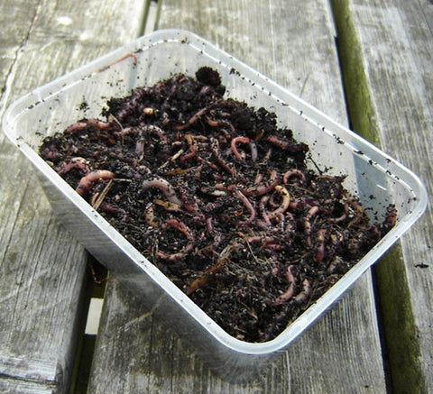 Dendrobena Worms