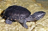 Musk Turtle