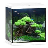 JUWEL Vio Cube 54
