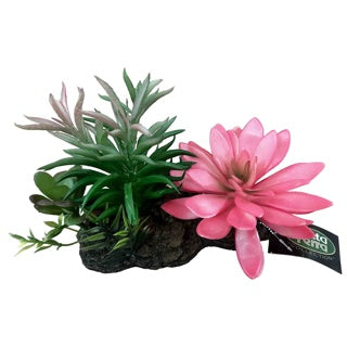 Betta Terra Succulent Garden