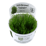 Taxiphyllum alternans 'Taiwan Moss' 1-2-Grow!