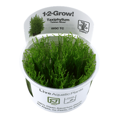 Taxiphyllum alternans 'Taiwan Moss' 1-2-Grow!