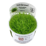 Utricularia graminifolia 1-2-Grow