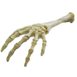 Skeleton Hand