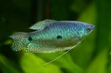 Three Spot Gourami