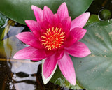 Attraction Water Lily (Nymphaea Attraction)