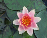 Aurora Water Lily (Nymphaea Aurora)